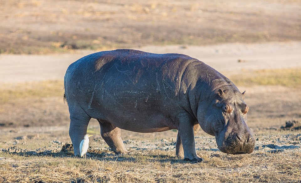 Botswana
